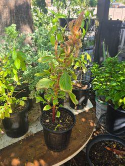 Celosia plant