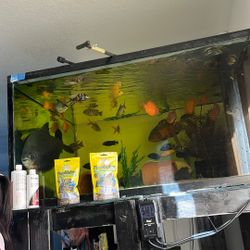 Fish Paco Tank For Free