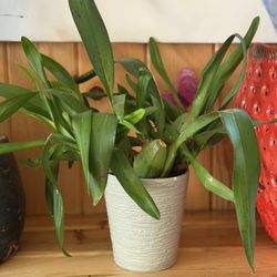 Unique Orchid Plant