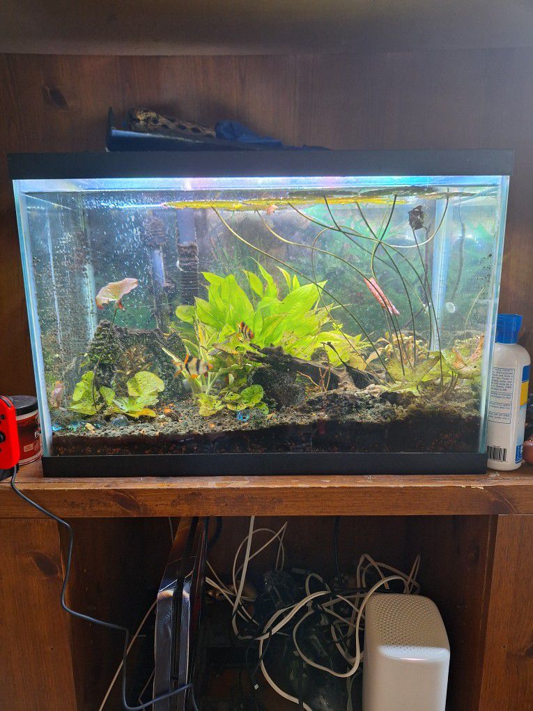 20 Gallon Breader Fish Aquarium Tank/With Live Plants
