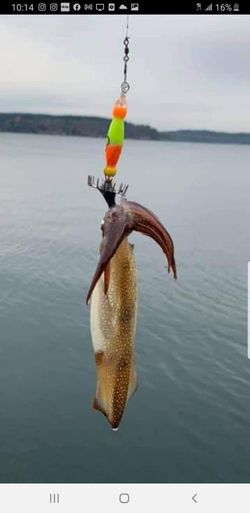 Squid Jigs