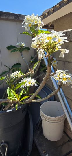 Plumeria