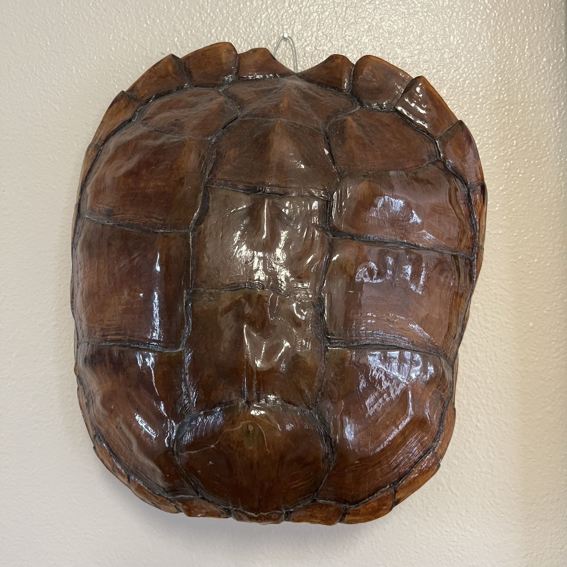 Snapping Turtle Shell Taxidermy Wall Hanging 13” By 12” for Sale in ...