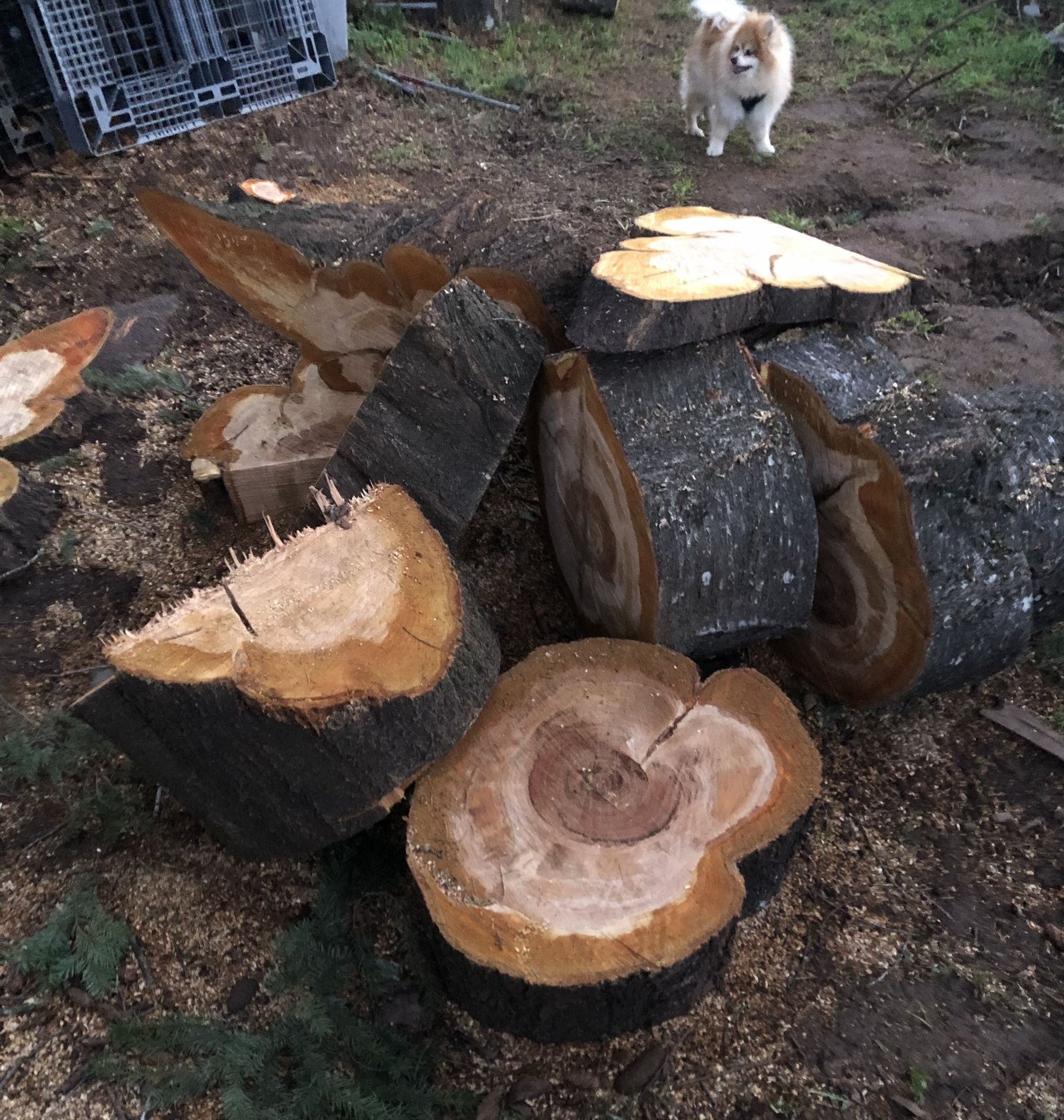 CHERRY Hardwood Smoker Firewood Fire Wood