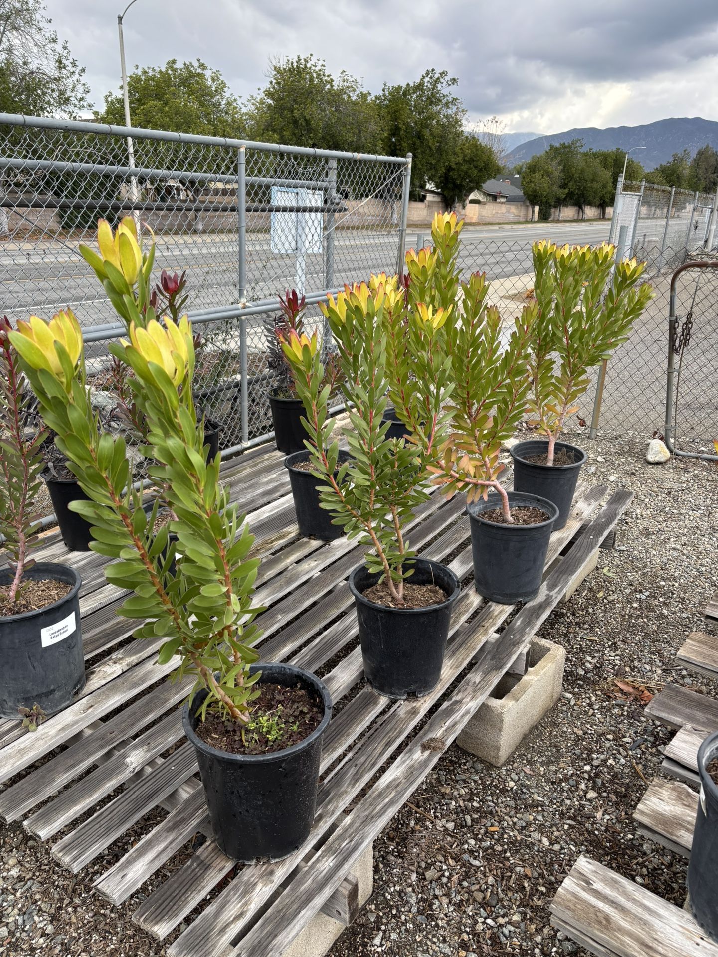 Plants Leucadendron Gold Strike