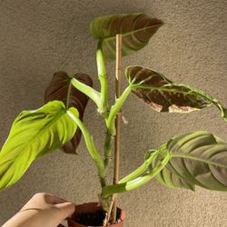 Beautiful Philodendron Subhastatum Plant 
