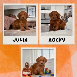 Cavapoo puppy poster display art