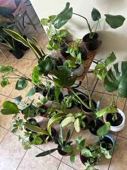 Plants for sale 10 each