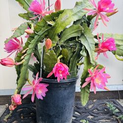 EPIPHYLLUM CACTUS ORCHID 