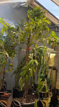 Mango tree