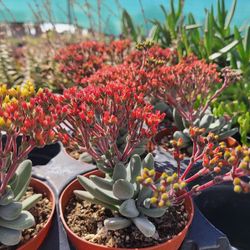 A&A SUCCULENTS AND CACTUS 