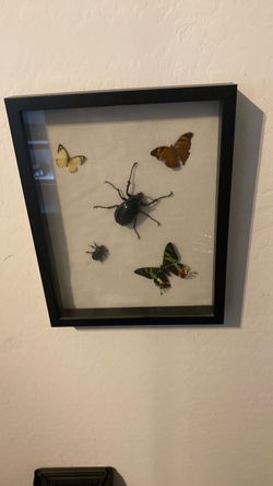 Insect collection