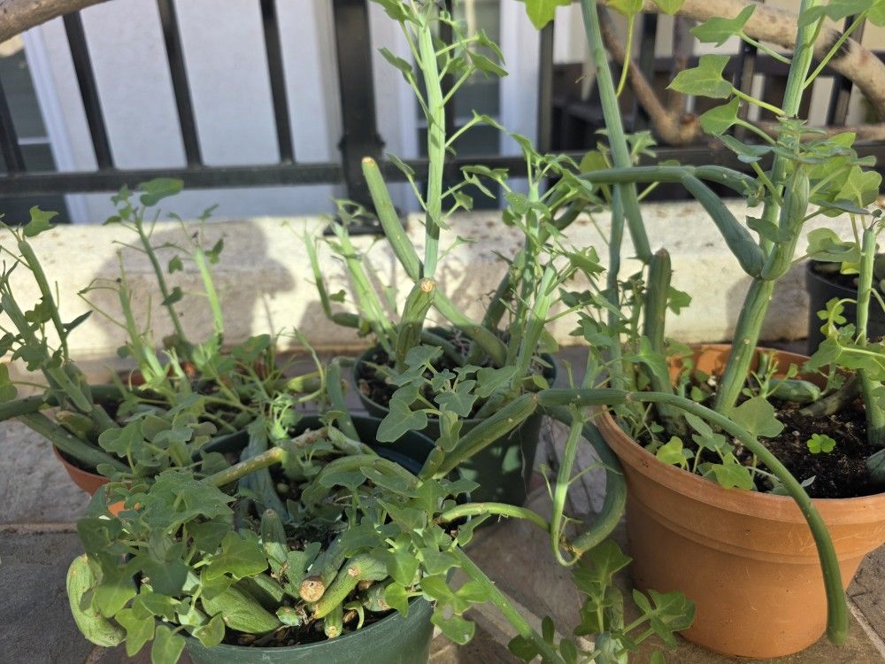 Candle Plant Succulents