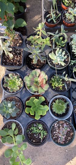 Full tray 15 different succulents 4” pot