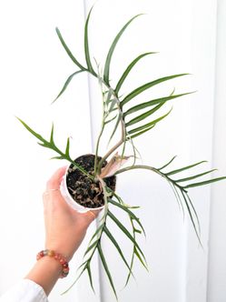 Philodendron Tortum Plant 4" Pot - Indoor House Plants