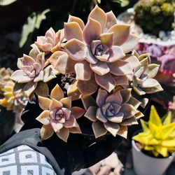 Light purple succulent