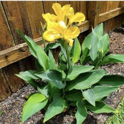 YELLOW CANNA LILLY