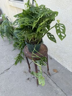 Swiss Cheese Plant