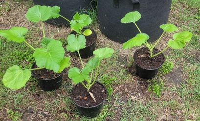 Squash, Zucchini, and Basil plants