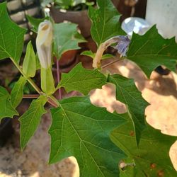 Datura Tataula 