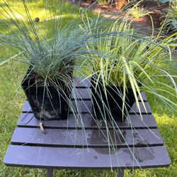 Ornamental Grasses. Sammamish, Beaver Lake 