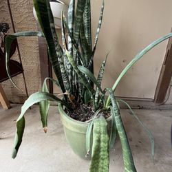 Snake Plant $10