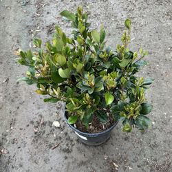 Rhaphiolepis Pink Lady