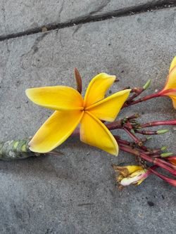 Cutting plumeria