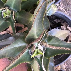 Calanchoe