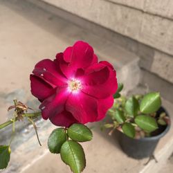 Red Rose Plant 
