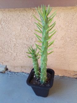 Eve's Needle 🪡  Cactus 🌵