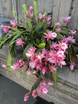 German Empress cutting 