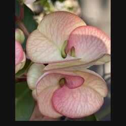 Corona De Cristo Pink Shell $80