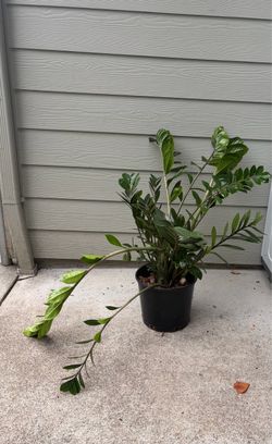 ZZ Plant in Black Nursery Pot