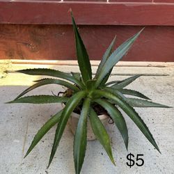 Agave 