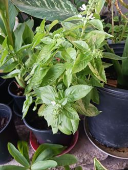 Diferents plants