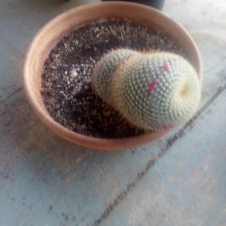 20 In Mannasalaria Cactus In Terracotta Pot