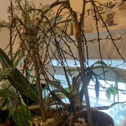 Weeping Pussy Willow Tree Plant!! ONLY $30 Each!! 