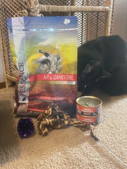 free cat food + toys
