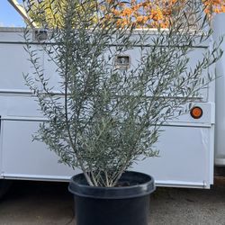 Fruitless Olive Trees 