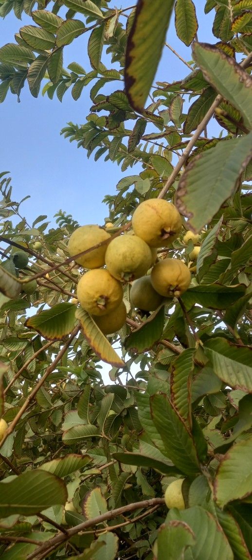 Guayaba Color Rosita Para El Ponche Sabrosas