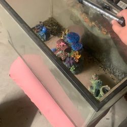 10 Gallon Fish Tank 