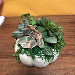 Succulent Topped Pumpkin