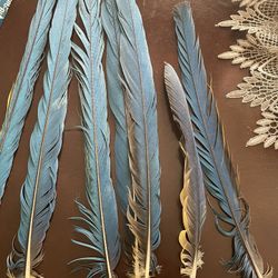 Blue /gold Macaw Feathers 