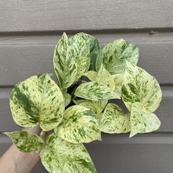 4” snow queen pothos