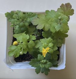 Mum plant