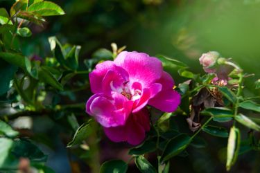 Nikon AF Nikkor 28-200mm Lens