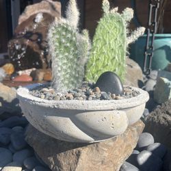 Live Indoor/Outdoor Succulents in Handmade Cement Planter