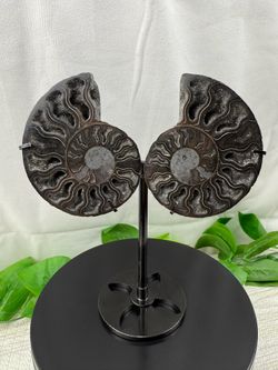 Rare Black Fossilized Ammonite