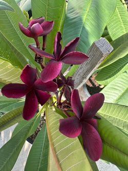 Plumeria burgandi borgoña en 5 Gln